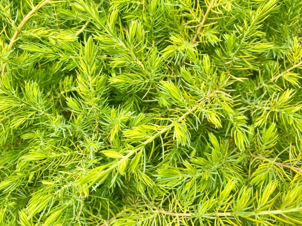 Close-up of bright yellow-green All Gold Juniper foliage with fine needle-like leaves.