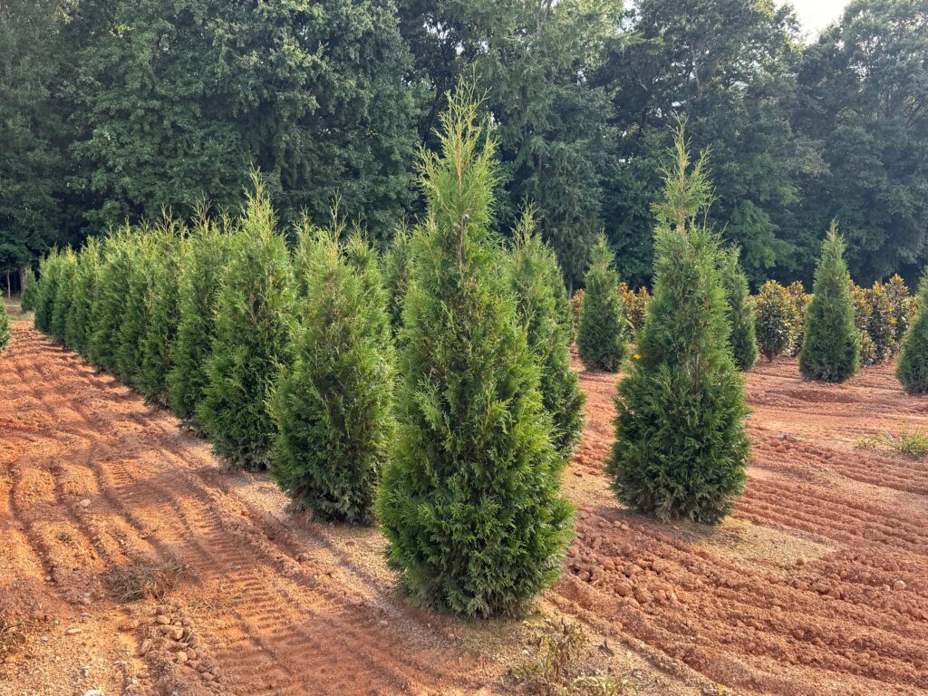 Arborvitae 'American Pillar'