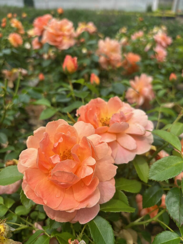 Cluster of peach-orange At Last roses in bloom with soft petals and green leaves.