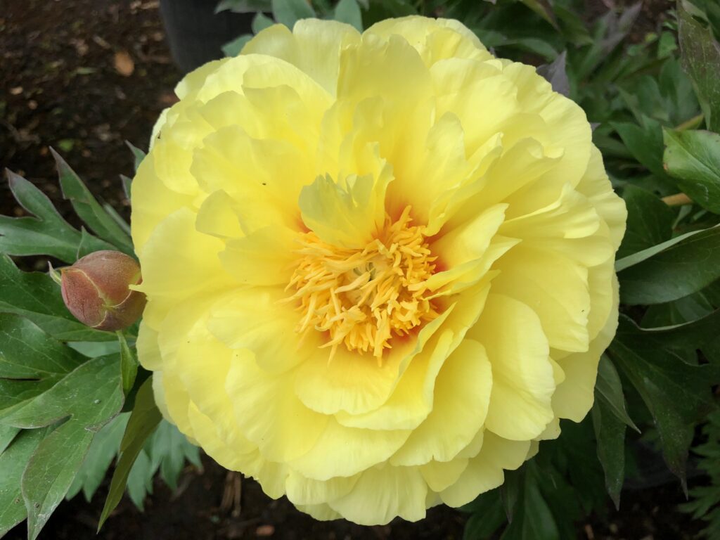 Large yellow Bartzella peony flower in full bloom with ruffled petals and central golden stamens.