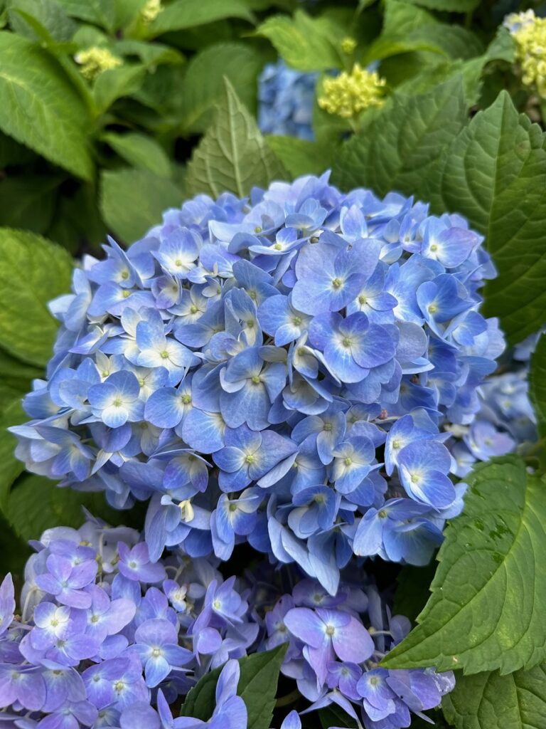 Close-up of vibrant blue hydrangea flower cluster with fresh green leaves.