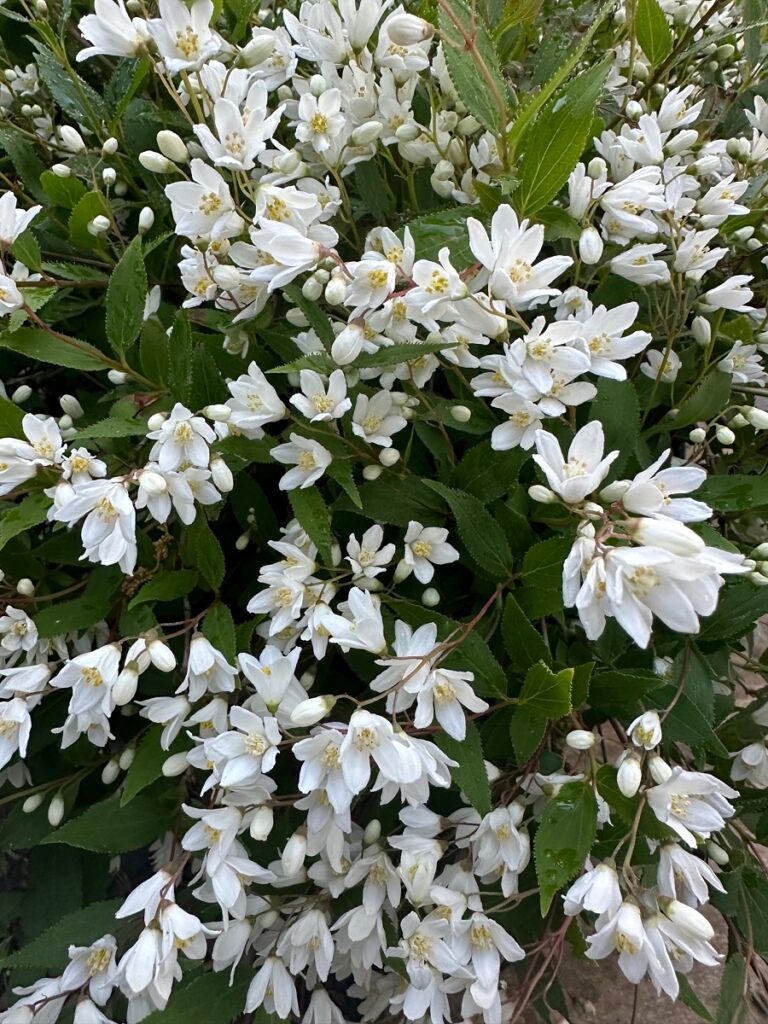 Cluster of Deutzia shrub branches covered in small white star-shaped blooms with green foliage.