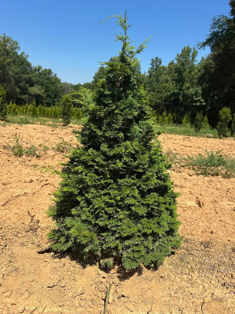 Dwarf Hinoki Cypress 'Nana Gracilis'