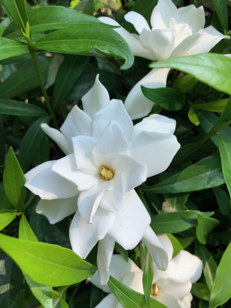 White gardenia blossoms with glossy green leaves, showcasing soft layered petals.