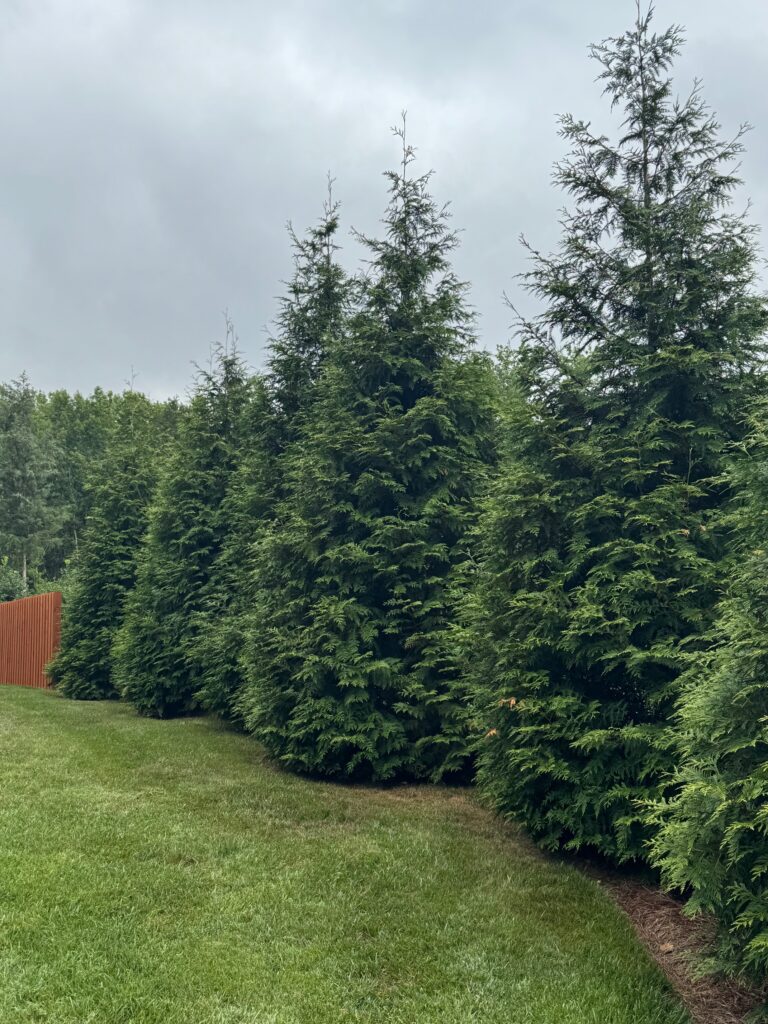 Row of mature Green Giant arborvitae trees forming a dense privacy hedge along a grassy yard.