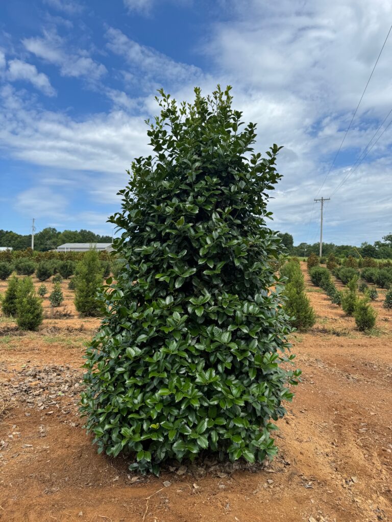 Holly 'Emily Bruner'