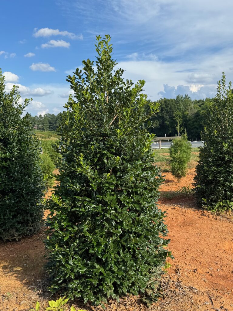 Holly 'Nellie R. Stevens'