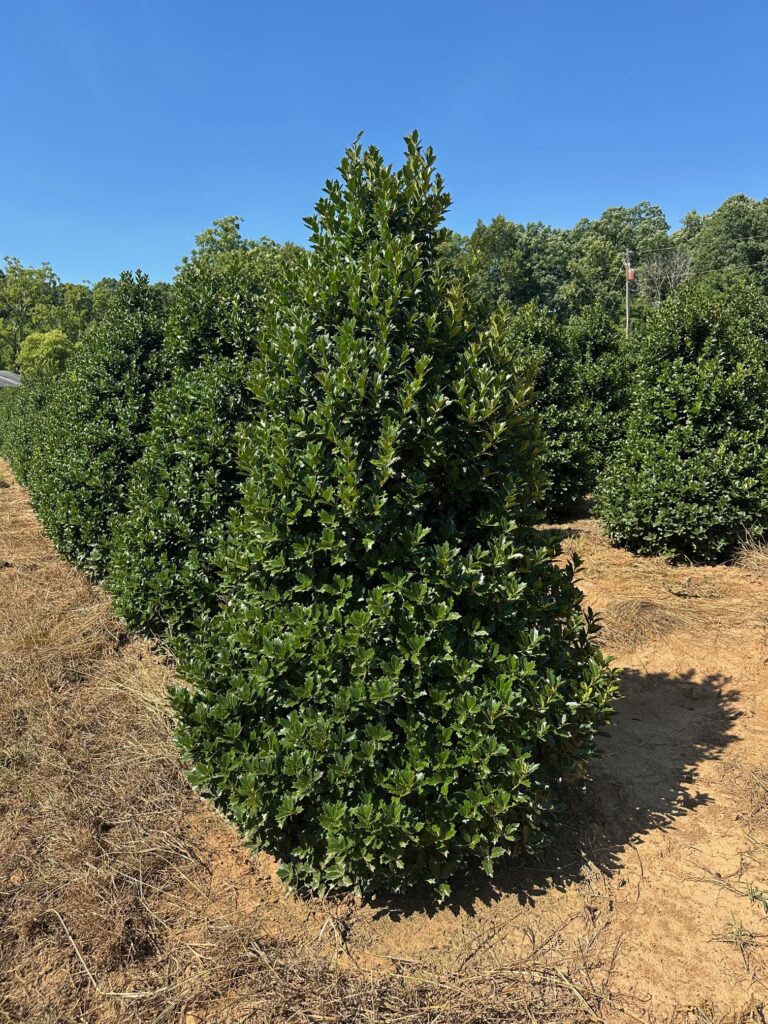 Holly 'Oakland™' PP14417