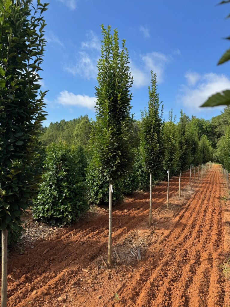 Hornbeam 'Fastigiata'