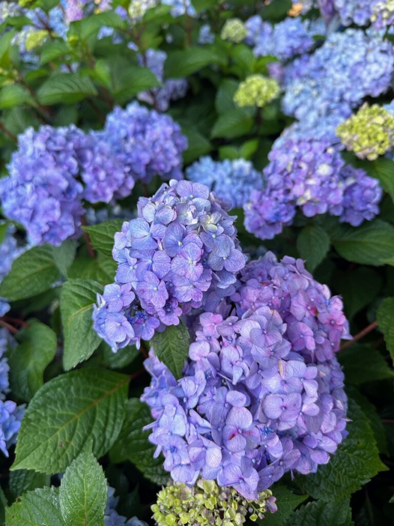 Cluster of purple and lavender Hydrangea blooms surrounded by green leaves.