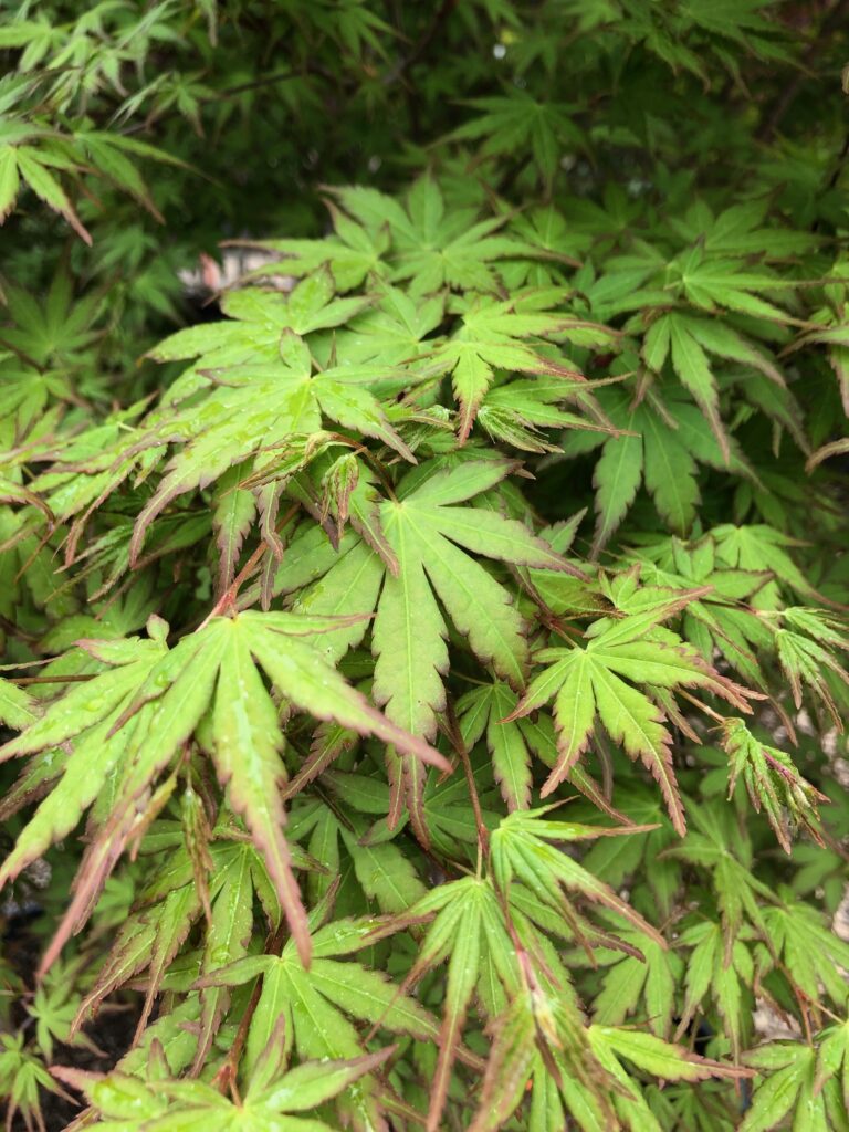 Close-up of fresh green Japanese Maple leaves with hints of red on the edges.