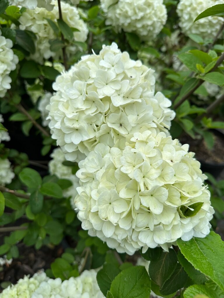 White snowball-like Viburnum 'Macrophyllum Sterile' flowers in full bloom.