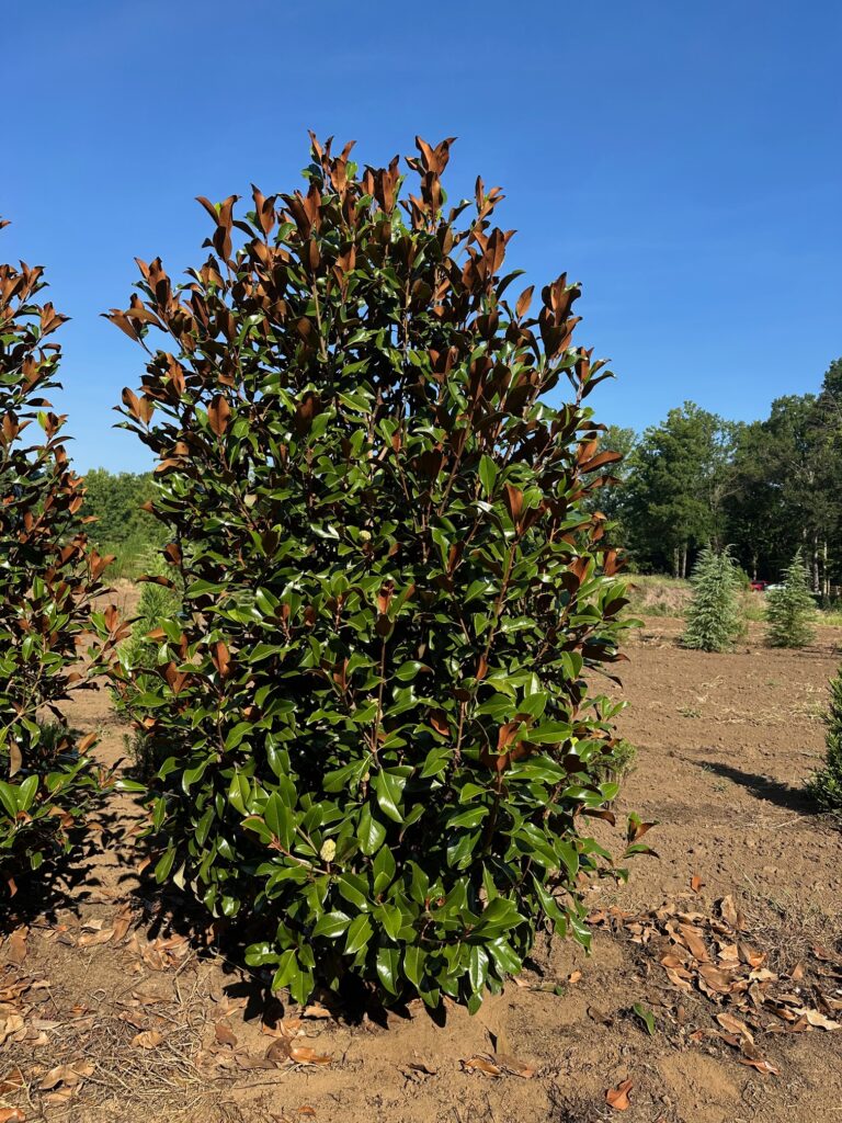 Magnolia 'Bracken Brown Beauty'