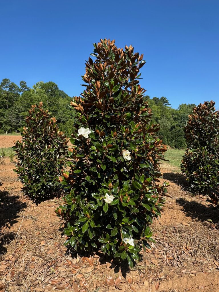 Magnolia 'Little Gem'