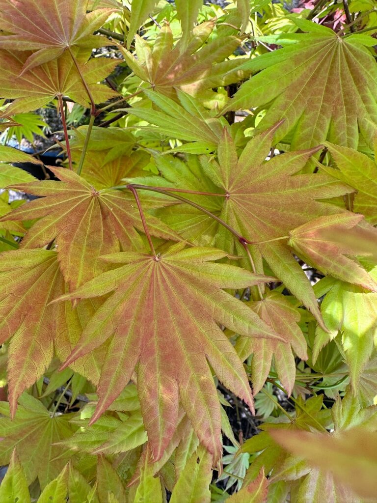 Japanese Maple 'Moonrise' leaves transitioning from golden-green to reddish tones.