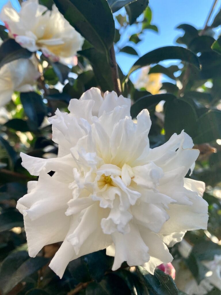White Camellia 'October Magic Snow' bloom with ruffled petals in full sunlight.