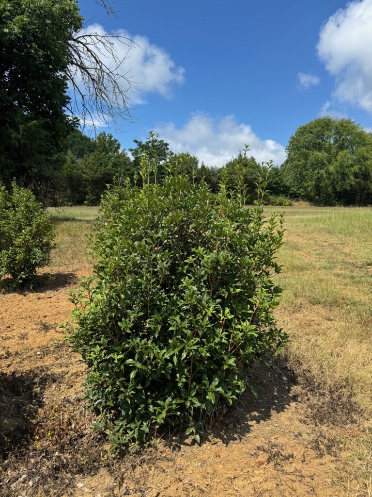 Osmanthus 'San Jose'
