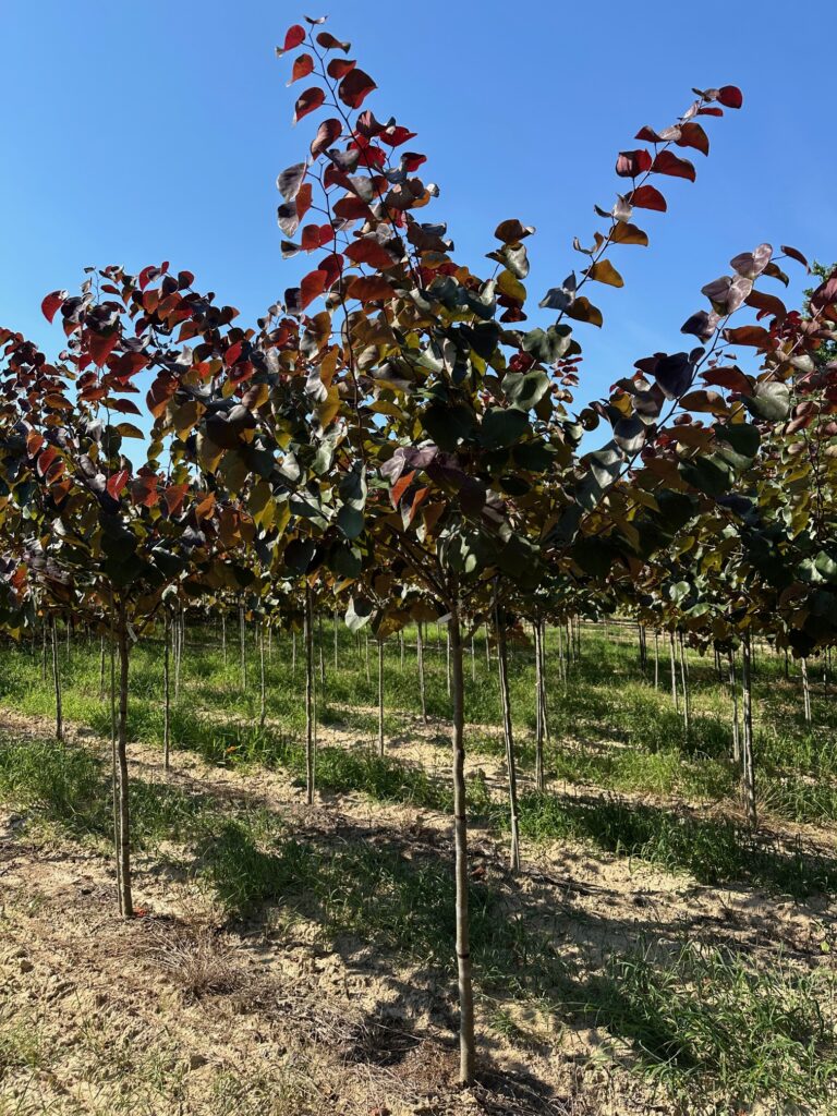 Redbud 'Merlot' PP22297