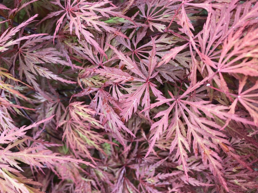 Cascading, finely cut deep red leaves of Japanese Maple 'Tamukeyama.'