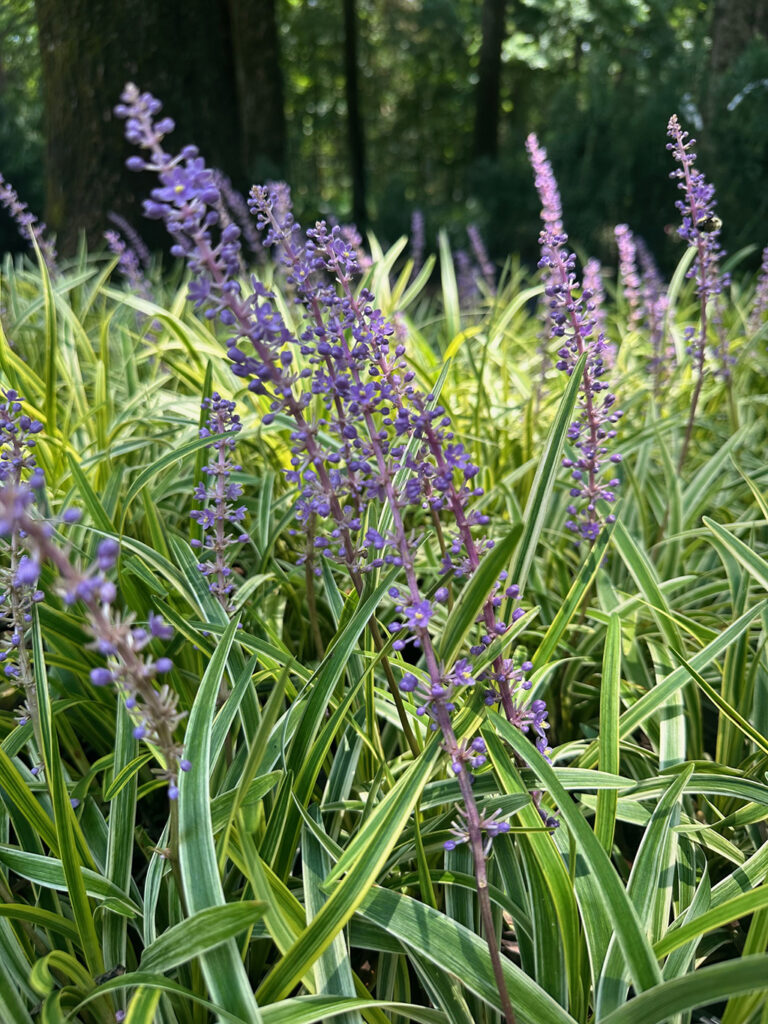 Variegated Liriope with green and yellow-striped foliage and spikes of small purple flowers.