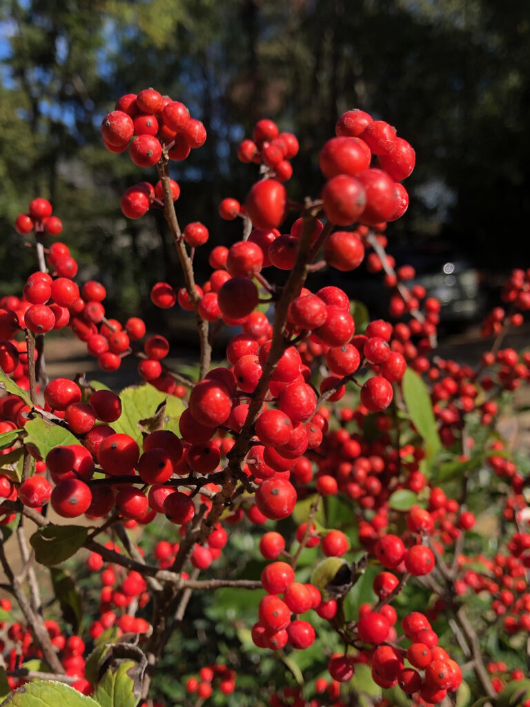 Branches of Winterberry Holly covered in clusters of bright red berries.
