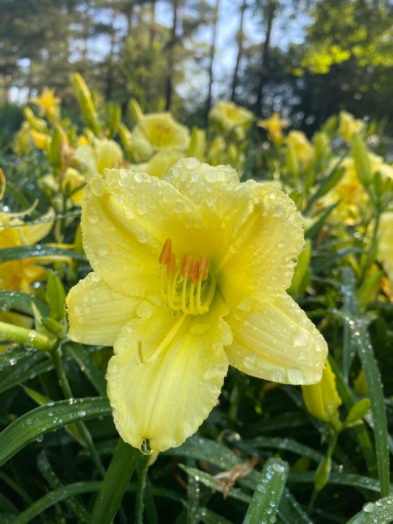 Bright yellow Daylily 'Stella Supreme' bloom with morning dew on petals.